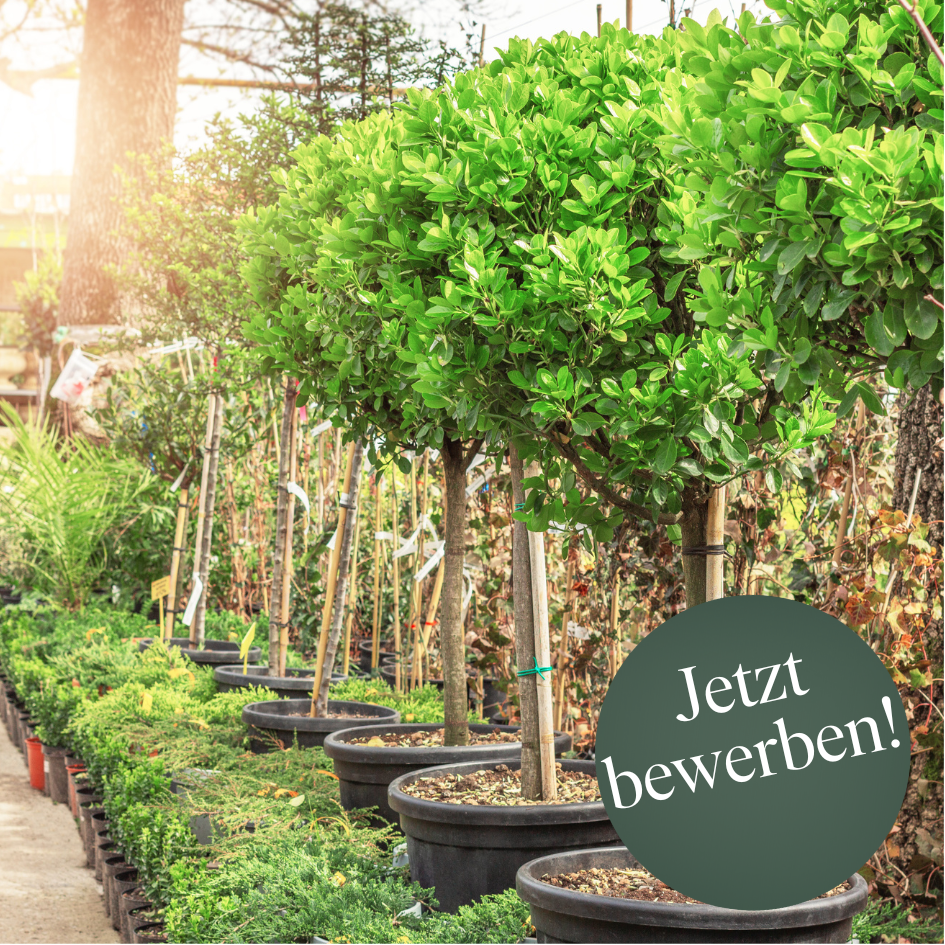 Abteilungsveratnwortliche*r Baumschule