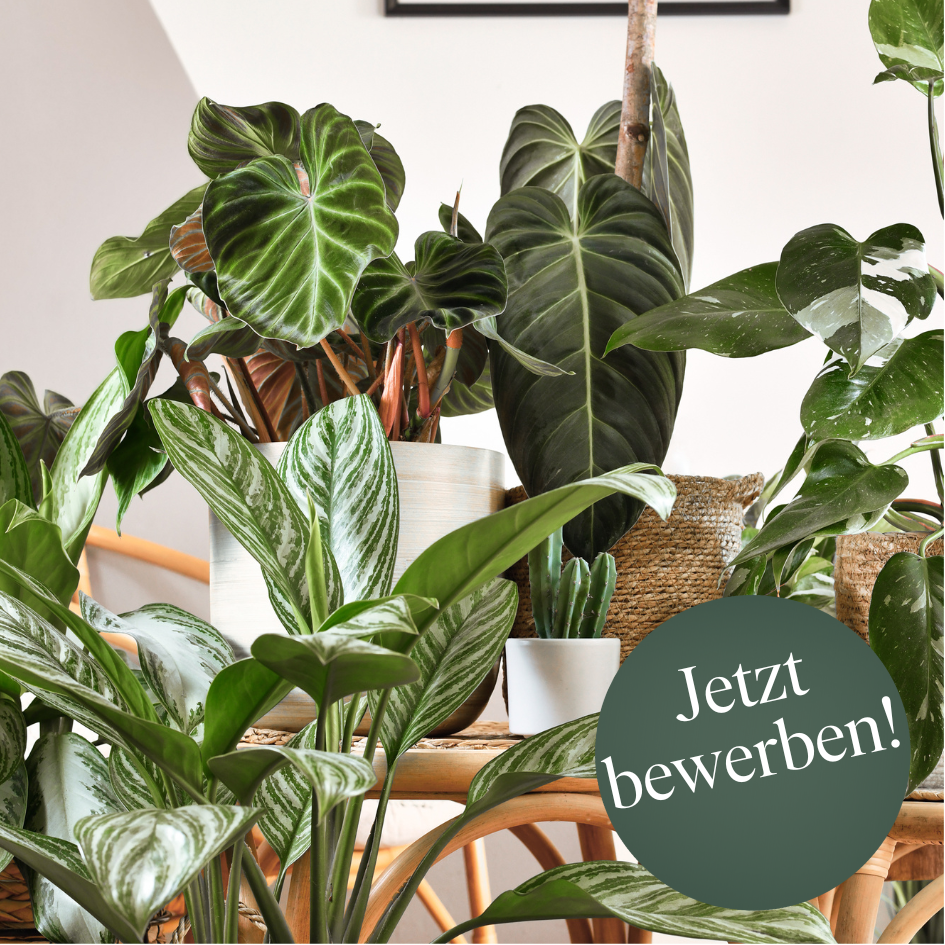 Verkaufsprofi Zimmerpflanze